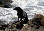 IMG_2339 seals ohau pt.JPG